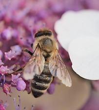 We're the buzzing force behind your digital success