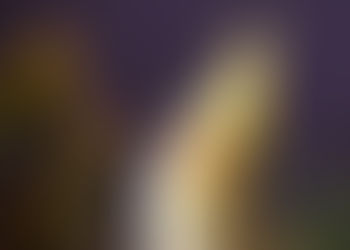 Yellow cockatiel with orange cheeks and spiky crest is perched against a blurred dark purple background, looking curious.