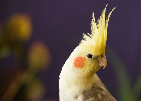 Yellow cockatiel with orange cheeks and spiky crest is perched against a blurred dark purple background, looking curious.