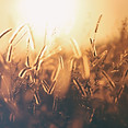 Image by Erik-Jan Leusink