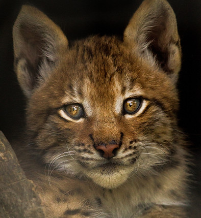Lince Boreal