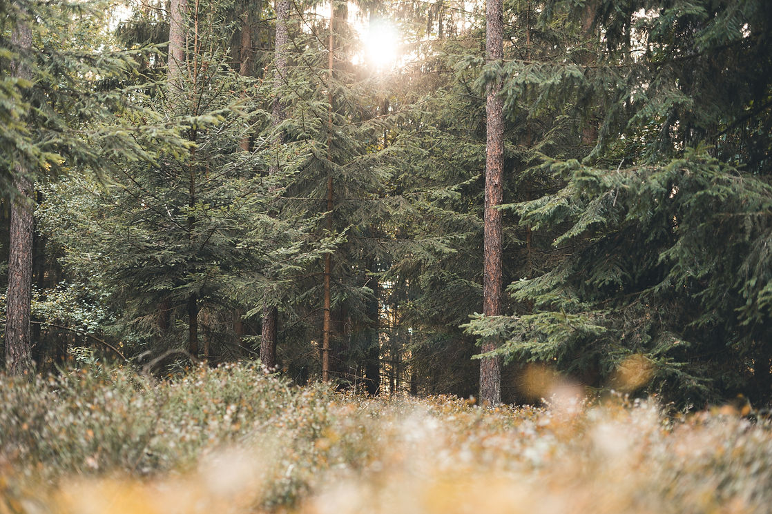 Image by Julian Hochgesang