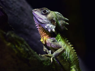a lizard