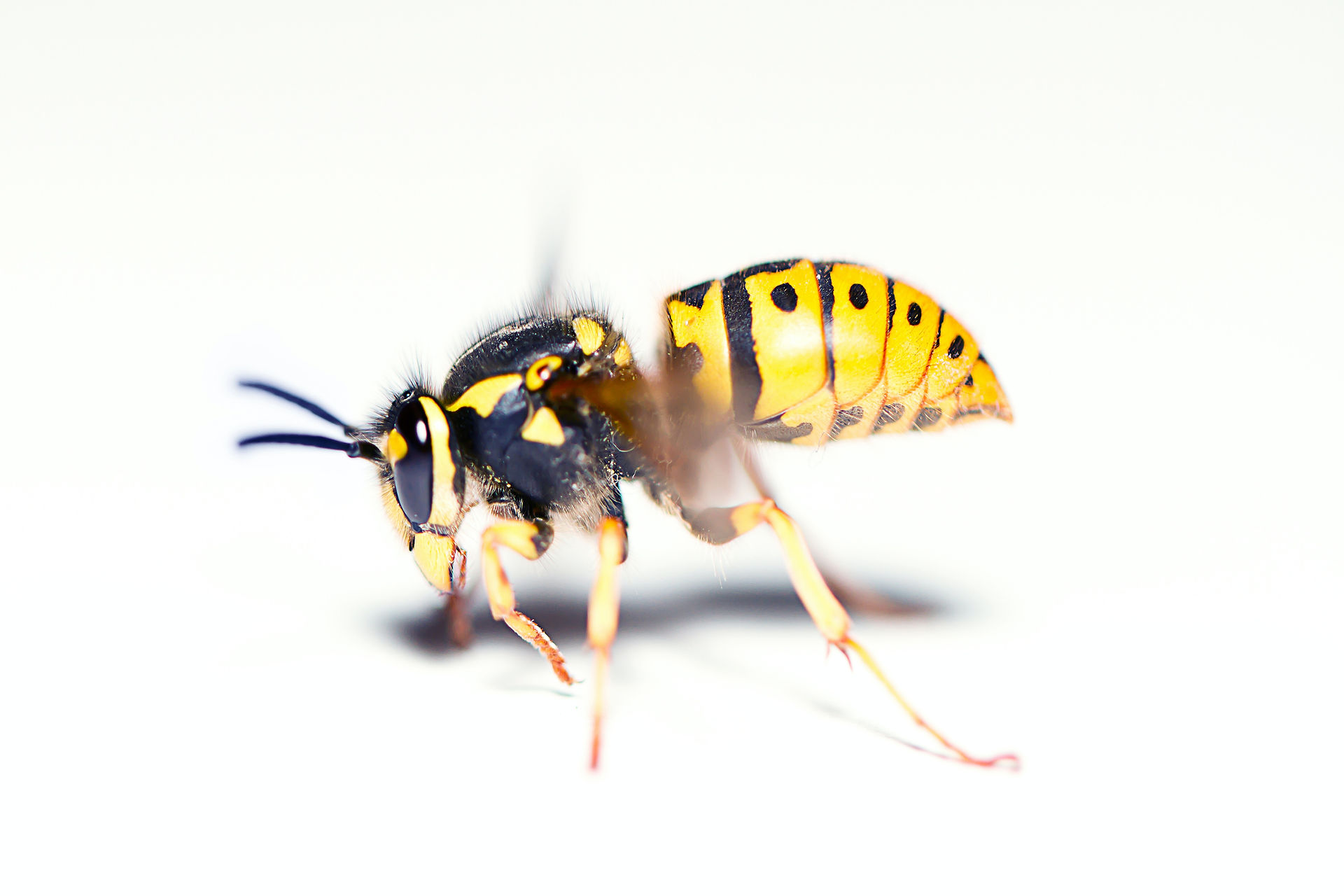 PGM & SON; Wasps in October