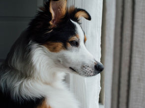 Multidrug Resistance Mutation (MDR1) in Dogs and What That Means for Your Pet