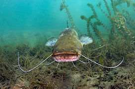 Image by Milos Prelevic