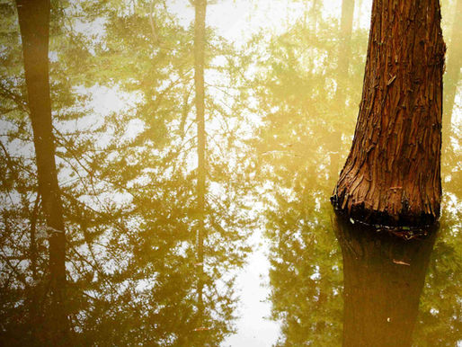 Flooded Timber