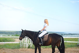 Animal brown horse