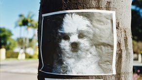 So You Found A Lost Dog