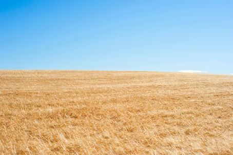 The Super Powers of Wholegrain