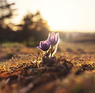 Image by Ales Maze