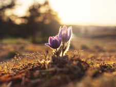 Spring Renewal in Ibiza