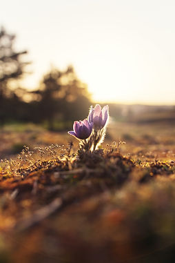 flower bud emerging from the soil as a representation of personal growth