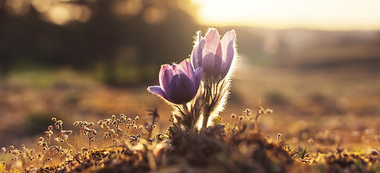 Image by Ales Maze
