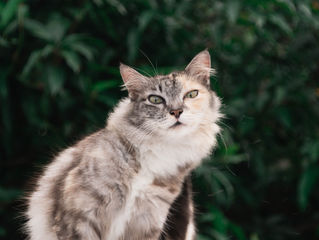 Abscesses from Bite Wounds