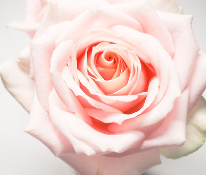 Mary Magdalene Pink Bliss Meditation