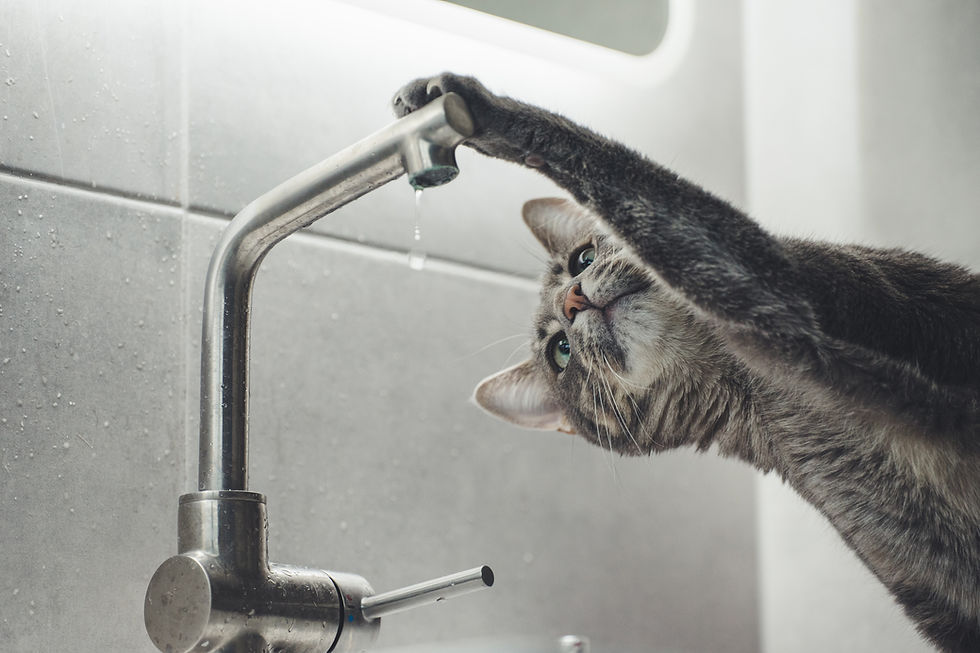 Warum trinken Katzen aus dem Wasserhahn?