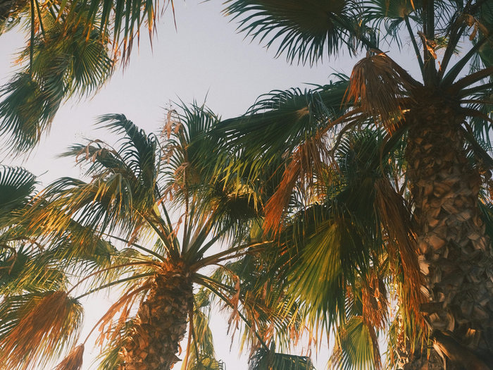 Looking up at tall palm trees against a pale sky
