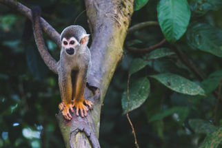 Image by Diego Guzmán