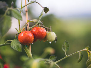Organic Tomato