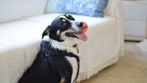 How to Survive Quarantine with your High-Energy Dog (& Not Completely Lose It)!