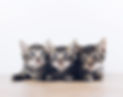 Image by The Lucky Neko