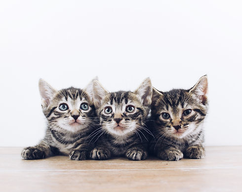 Image by The Lucky Neko