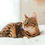 Thumbnail: bengal cat breeders - bagel cat- bengal cattery