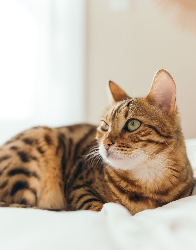 Genetta kittens for sale sales