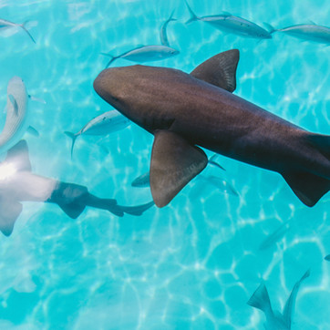 The Bahamas