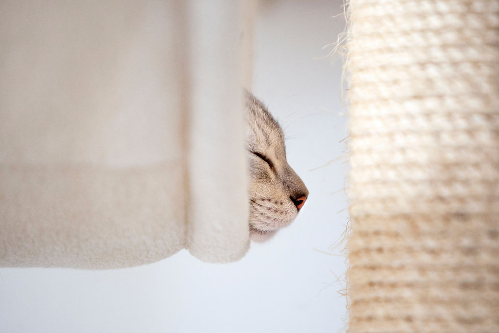 calm during corona virus