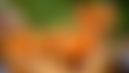 Carrot Blog Post