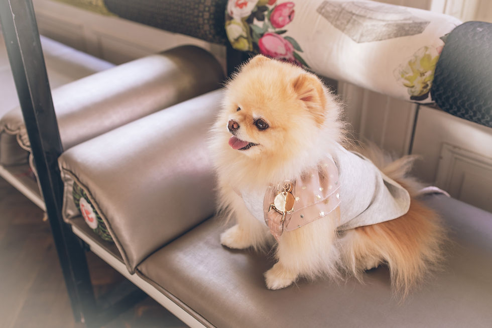 Pomeranian on sofa