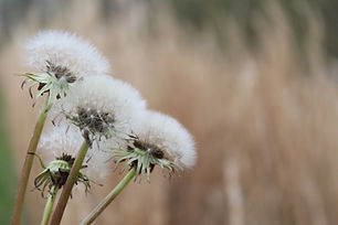 Les plantes aromatiques et médicinale de a Maldèr