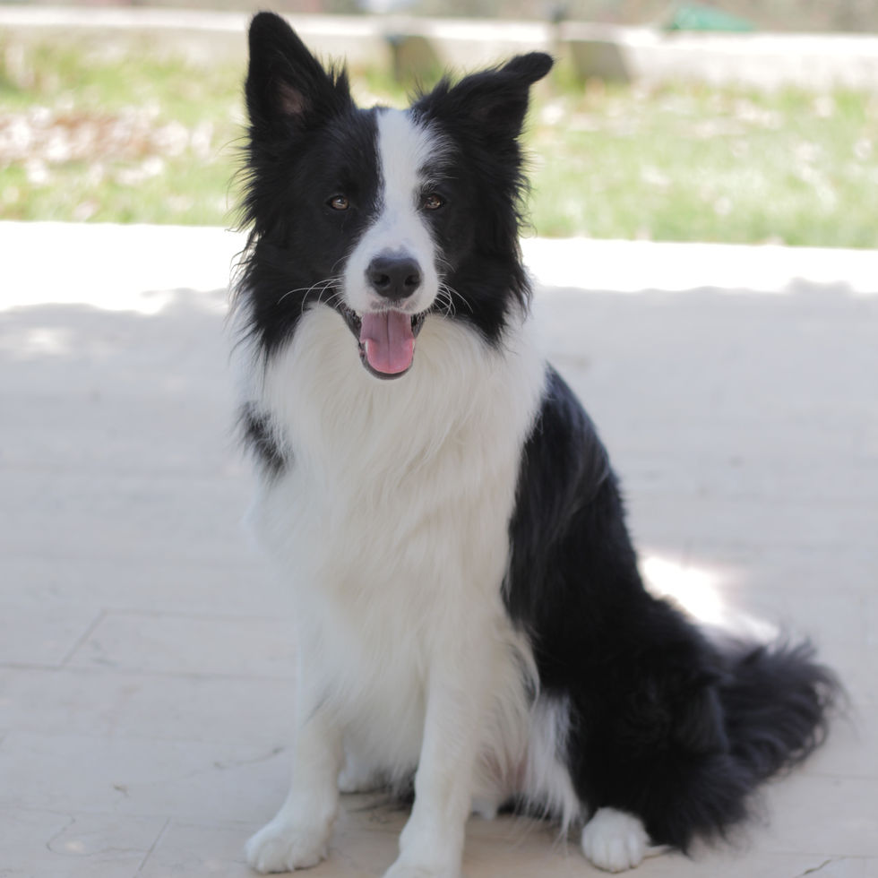 Black and white Border Collie Puppy staring intensely at a ball.