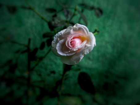 The Fruit of the Rose