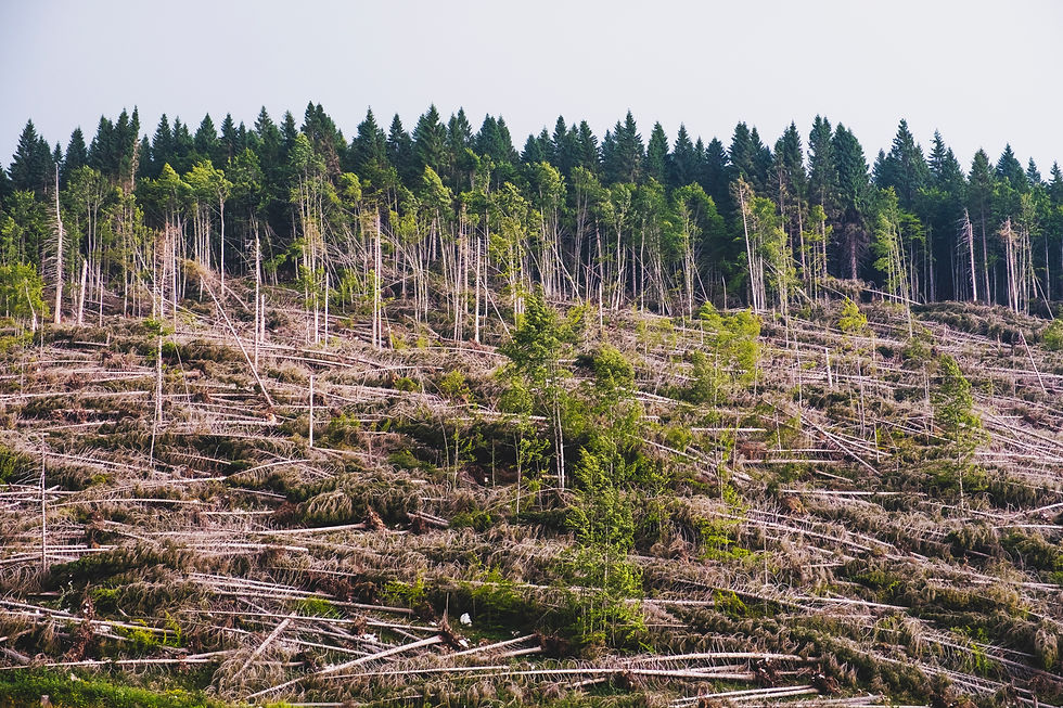 Climate Change and Sustainable Garde