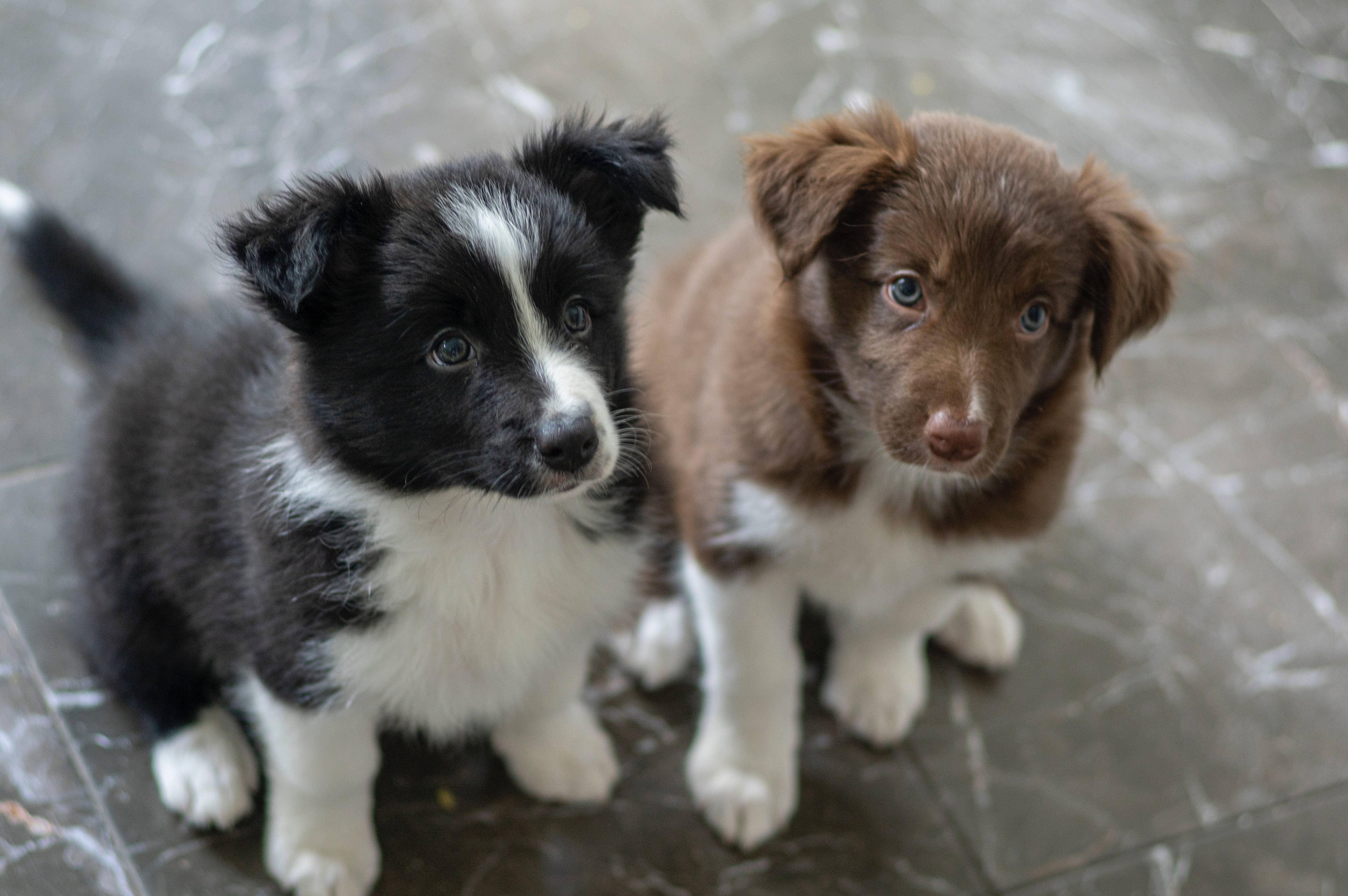 Black and white puppy next to a brown and white puppy.