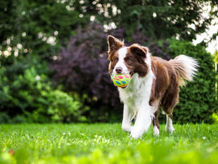 Reasons Dogs Ignore Commands & How to House Train Dogs