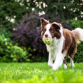 Reasons Dogs Ignore Commands & How to House Train Dogs