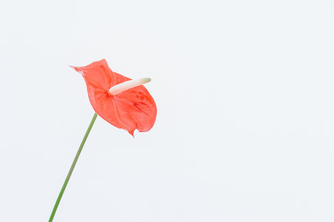 Image by Pawel Czerwinski