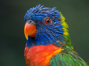 Image by Manfred Goetz
