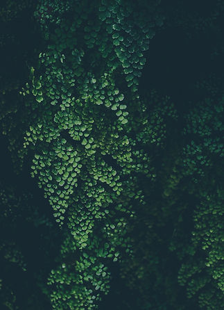 Image by Annie Spratt