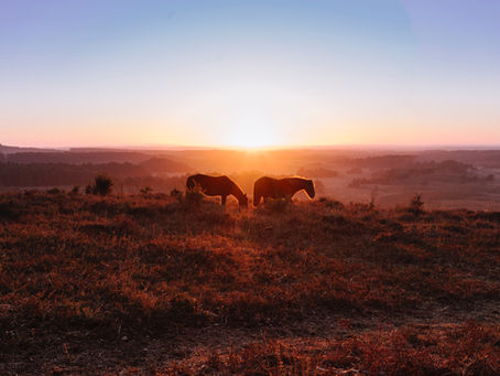 New Forest