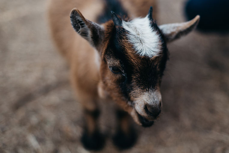 Nigerian Dwarf Goats
