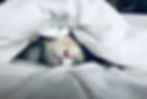 a sleeping cat rests underneath crisp white sheets