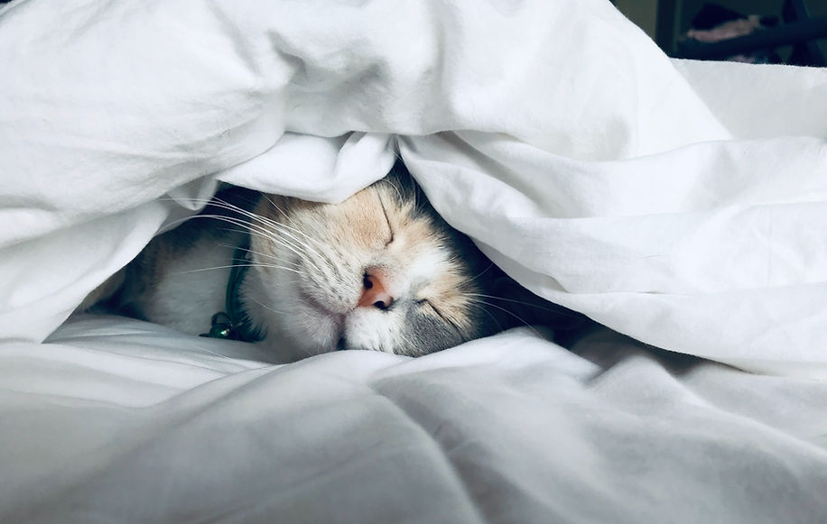Image by Kate Stone Matheson