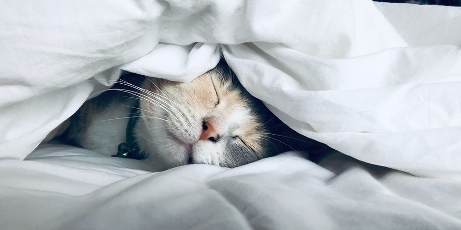 Image by Kate Stone Matheson