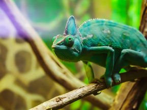 Image by Elmer Cañas