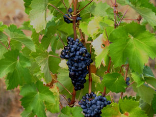 5th Sunday of Easter (Ages 9-12): Joy in the Vine